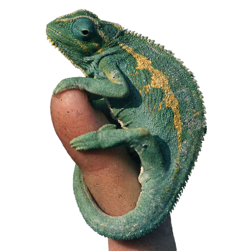 The Reptile Database